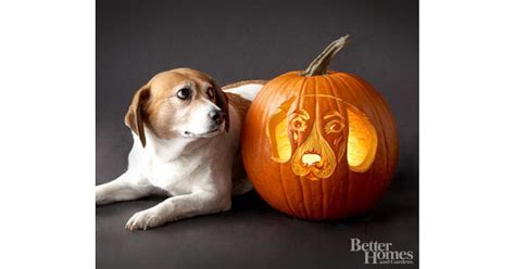 Beagle 22 Downloadable Dog Breed Pumpkin Stencils