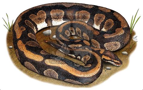Follow the simple instructions and in no time you've created a great looking cartoon snake drawing. Python Snake Drawing at GetDrawings | Free download