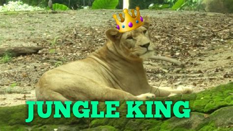 King Of The Jungle Youtube