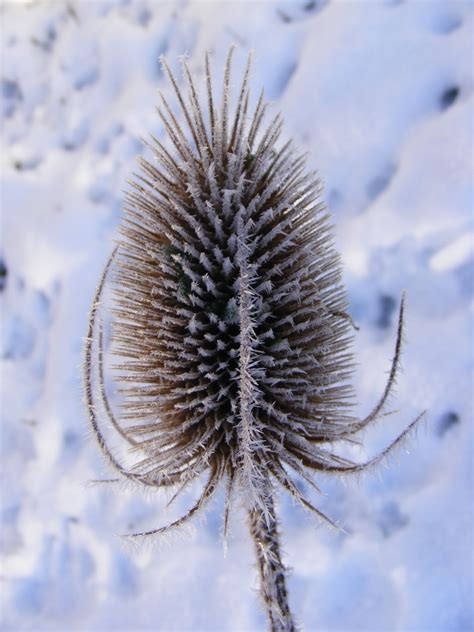 Sep 17, 2006 · the life of montaigne [this is translated freely from that prefixed to the 'variorum' paris edition, 1854, 4 vols. Teasel - a plant for all seasons. (With images) | Plants ...