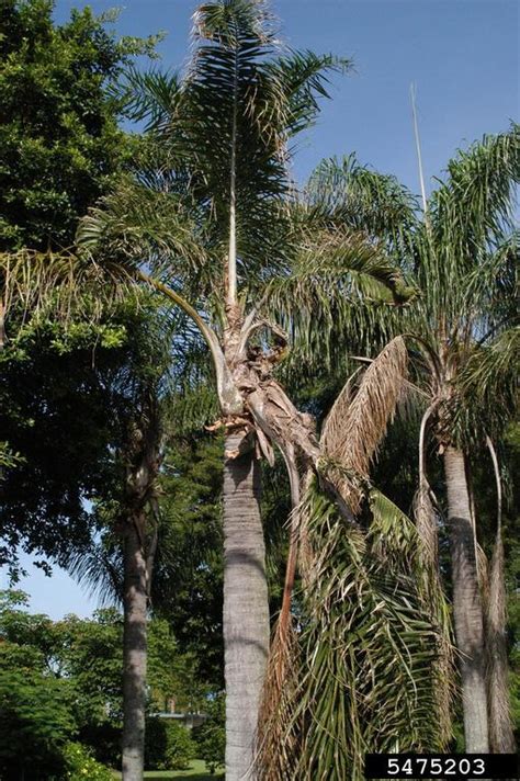 boron deficiency on queen palm (Syagrus romanzoffiana ) - 5475203