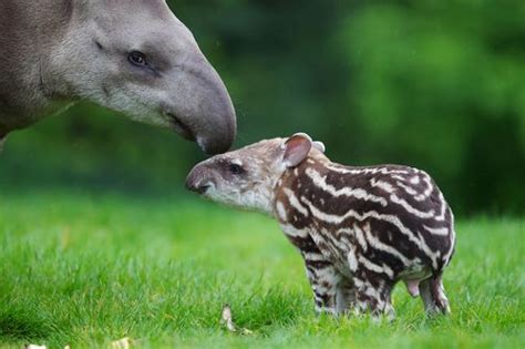 Finest Photos Of A Baby Tapir Zooborns Ever Saw Zooborns