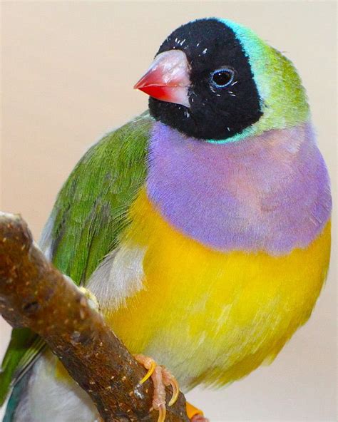 National Aquarium Gouldian Finch Pet Birds Animals Beautiful Birds