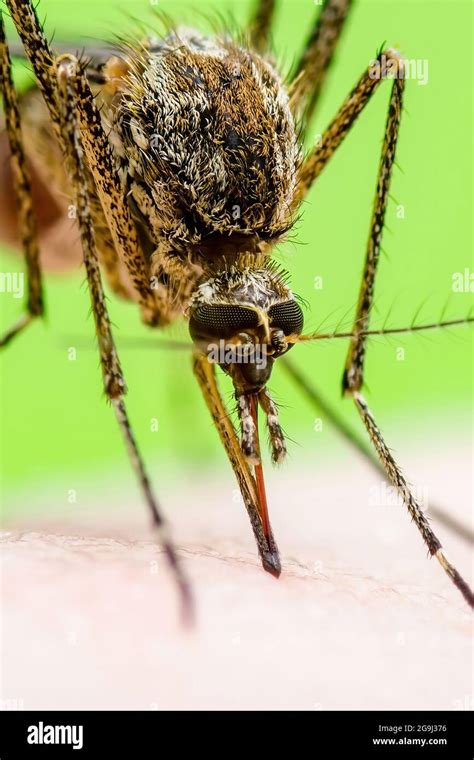 Zika Infected Mosquito Bite On Green Background Leishmaniasis