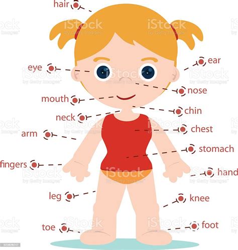 Girl Body Parts Stock Illustration Download Image Now Abdomen