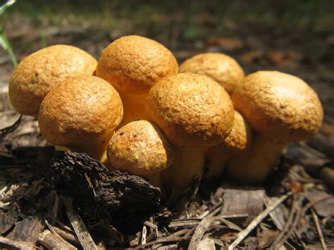Free Images Mushrooms Flora Fungus Penny Bun Edible Mushroom