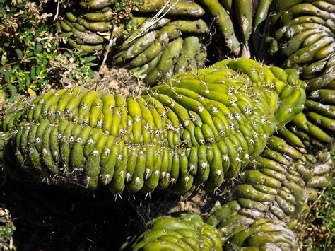 Top 5 best cat trees that look like a cactus. Caterpillar Cactus by BioSnailPoker on DeviantArt