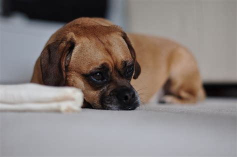 How Much Does Dog Bladder Stones Surgery Cost ...