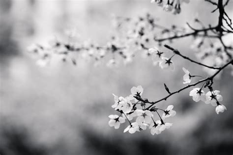 Black-and-white, flowers, branch, cherry blossom HD wallpaper
