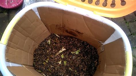 Untuk klasifikasi jenis ini tanaman industri yang dimaksud mencakupi tanaman aren, gmenlina, jabon, aren, kemiri, biji asam, bahan baku sedangkan untuk untuk bidang usaha pemanfaatan hasil hutan kayu dari hutan tanaman industri utama tidak ditentukan persyaratan dan batasannya. Hasil Tanaman Media Kompos Takakura - YouTube