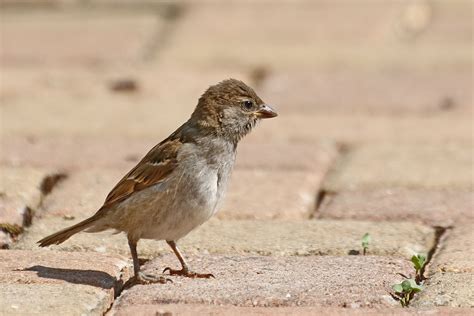 The show originally ran from 21 february 1990 to 10 april 1992. junger Spatz Foto & Bild | vögel, fotos, nature Bilder auf ...