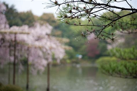 jeffrey friedl s blog cherry blossoms in the rain at the heian shrine part 2