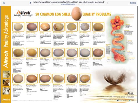 Chart Outlining Common Egg Problems And The Causes Backyard Chickens