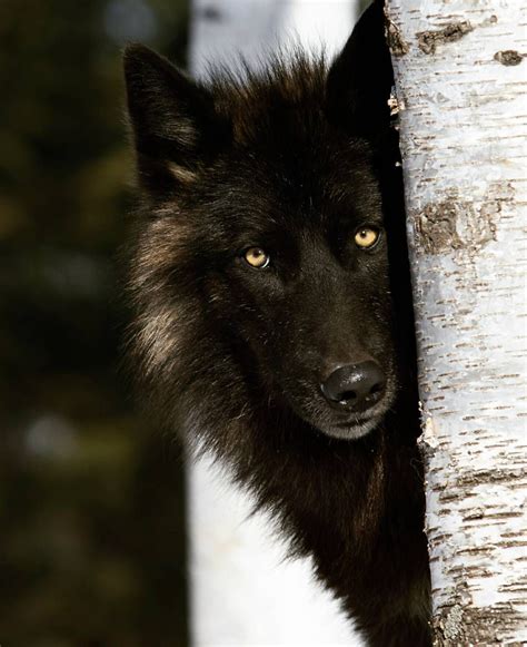 Wildlife Planet On Instagram Black Wolf Peering Around A Tree