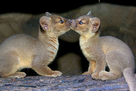 Dont Get Bit — Fossa A Relative Of The Mongoose The