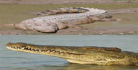 Nile Crocodile Nile Crocodile Vs Saltwater Crocodile Economictimes