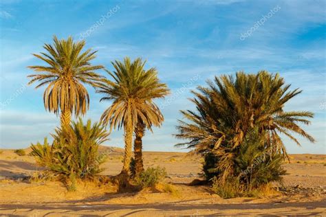 Palm Trees In The Sahara Desert Stock Photo By ©mieszko9 96012492