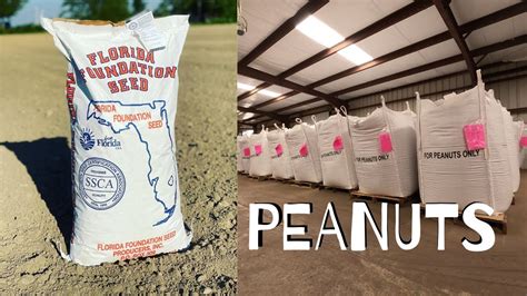 Before planting burn the pith and fill half with decomposed manure. Almost time to start planting FLORIDA PEANUTS - YouTube