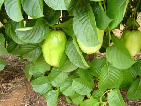 Food & drink wall art: Best Passion Fruit Tree Stock Photos, Pictures & Royalty ...