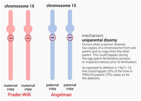 Uniparental Disomy Prader Willi Syndrome And Angelman Syndrome Usmle