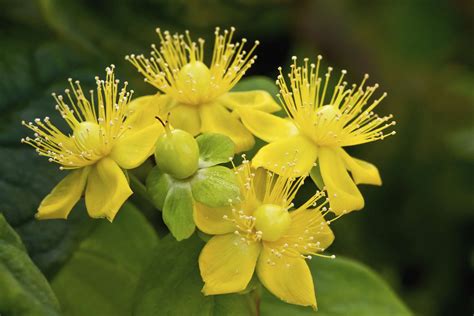Yellow Flowering Shrubs Or Trees