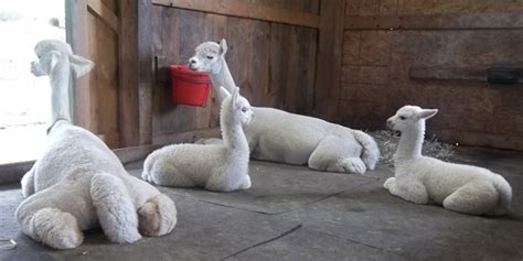 But it may be harder to say goodbye than she thinks. Baby Alpacas! - Snowshoe Farm Alpacas