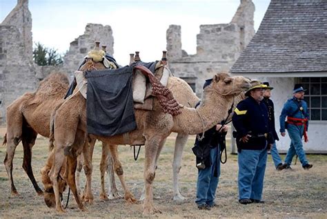 In order to initiate the project, jefferson davis directed major henry c. CamelDabble TravelBabble: Military and Police Camels