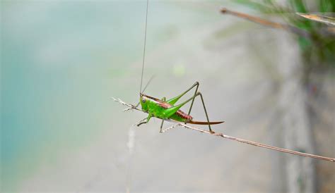 grasshopper 4k ultra hd wallpaper