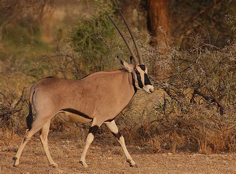 An exhaustive list of african animals with some stunning photos. File:Flickr - Rainbirder - Beisa Oryx (Oryx beisa).jpg ...