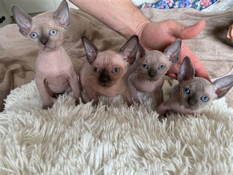 Sphynx Sphynx Kittens Cats For Sale Price