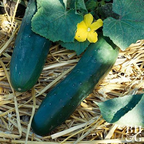 Cucumber Better Homes And Gardens