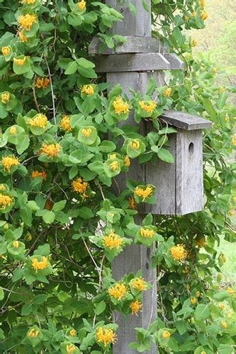 With its fragrant white, yellow, orange, pink or red blooms, honeysuckle is a real magnet for butterflies variations of honeysuckle. Yellow Honeysuckle (Lonicera flava) in 2020 | Honeysuckle ...