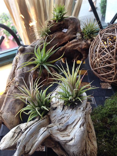 Air Plants Grow Naturally On Trees So Why Not Grow Them Inside Your