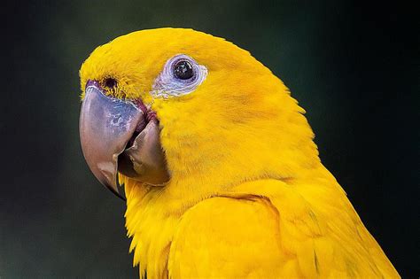 8 Top Yellow Parrots To Keep As Pets