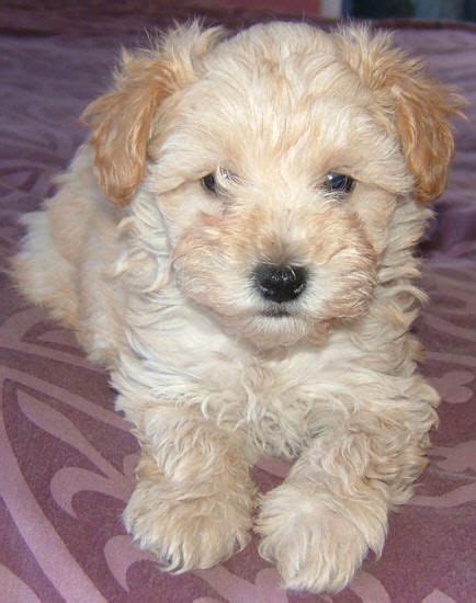 Schnoodle Puppies For Adoption Near Me Cute Puppies For Me