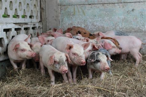 Large Whiteduroc Cross Weaner Piglets