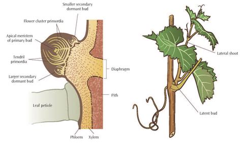 Important Structures And Features Of Grapevines Lodi Growers