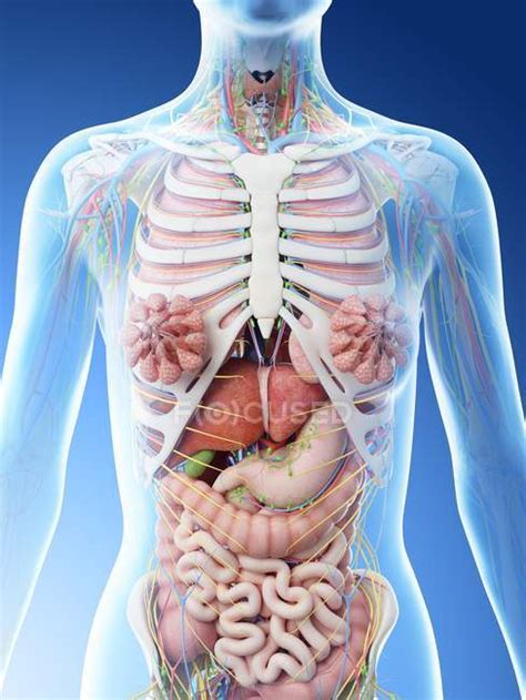 Female Upper Body Anatomy And Internal Organs Computer Illustration — 3d Rendering Blue