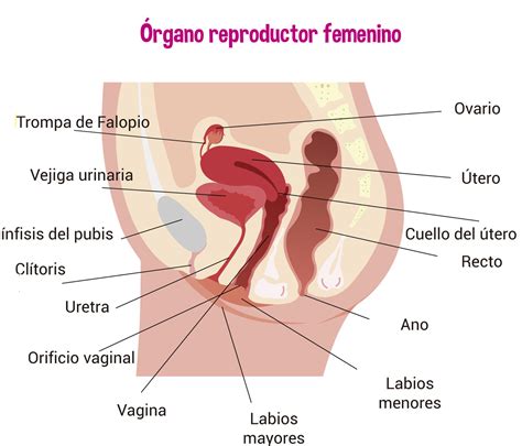 Anatomia Del Aparato Reproductor Femenino Flowchart Sexiezpix Web Porn