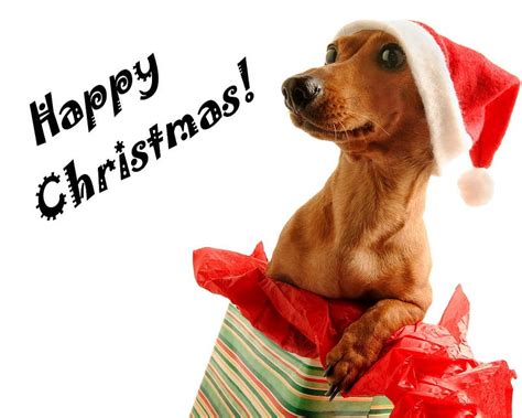 Happy Christmas Dog Holiday Christmas Puppy Dog Hd Wallpaper Peakpx