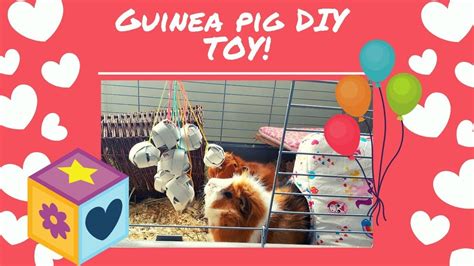 Guinea Pig Diy Toy Youtube