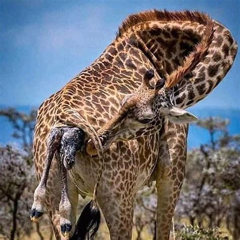 Mammals Giving Birth To Young Ones - Pets Lovers