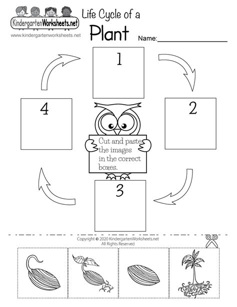 Life Cycle Worksheets For Kindergarten Worksheets For Kindergarten
