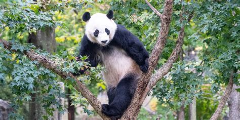 Bei Beis Most Memorable Moments At The Zoo Smithsonians National