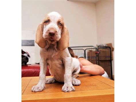 Bracco Italiano Puppies For Sale Pauls Valley Puppies For Sale Near Me