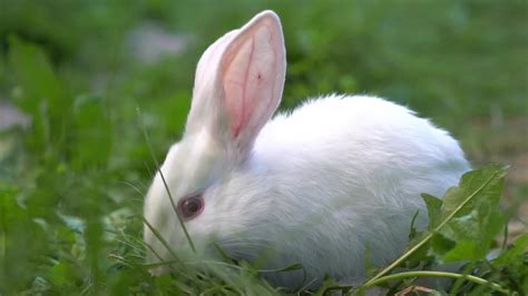 Albino Rabbit Nibbles Grass Stock Video Motion Array