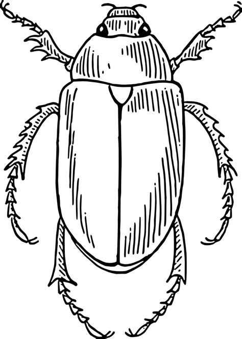 All jungle clip art are png format and transparent background. OnlineLabels Clip Art - Beetle