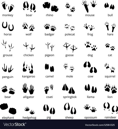 Silhouette Animal Track Set Royalty Free Vector Image