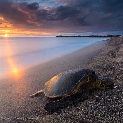 Green Sea Turtle Sunset Kaloko Honokohau National Historical Park Hawaii Guy Harvey Via Sea