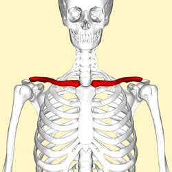 See more ideas about muscle anatomy, anatomy and physiology, anatomy. Clavicle - Wikipedia